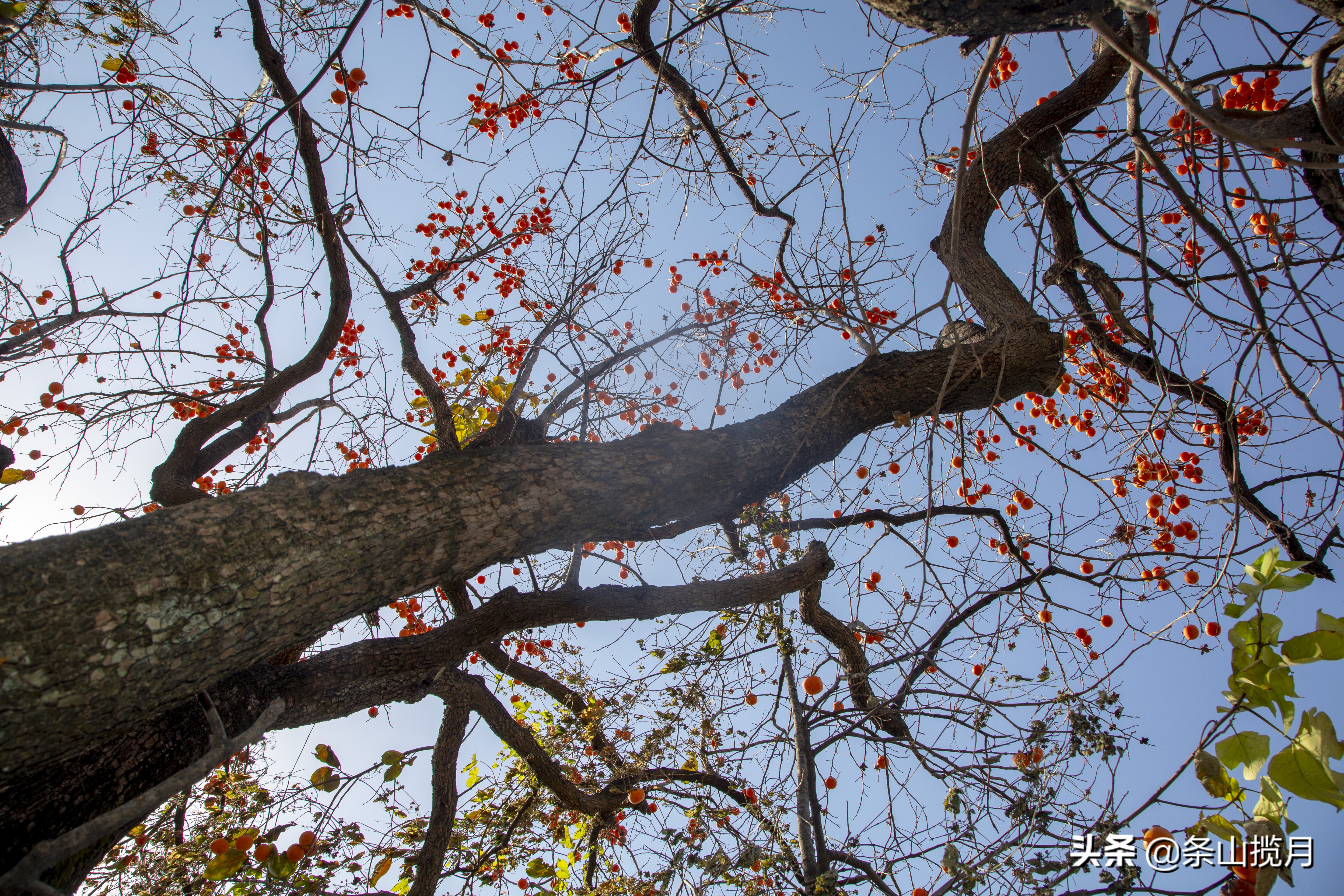柿子红了记忆中的乡愁,柿子红了的乡愁文案
