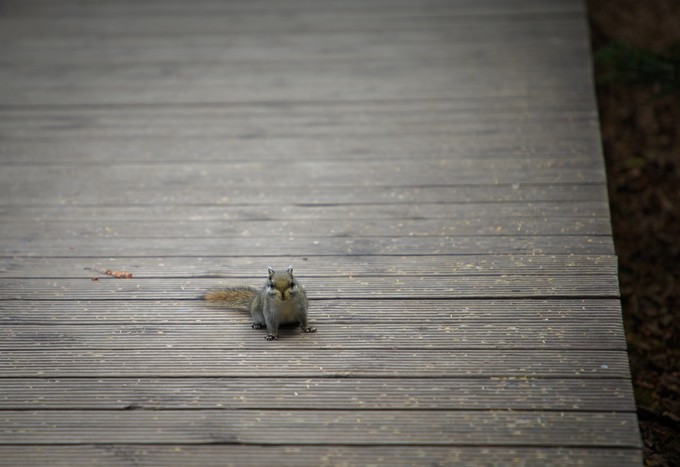 消失的地平线上的“香巴拉”和“女儿国”（二）