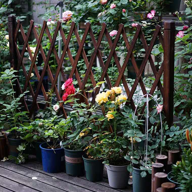 养花，最烦“长虫子”，治不如防，1个小方法，小虫子不敢来！