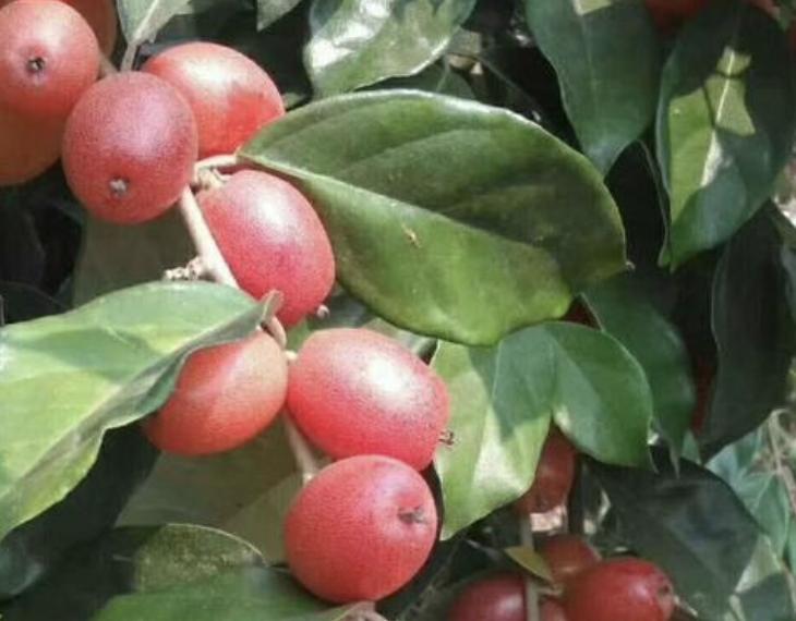 小时候地里有种像小葡萄的野果,无叶结小红果的果树