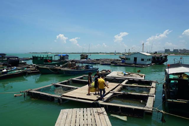 游海南赏椰风海韵,海南东郊椰林值得去吗