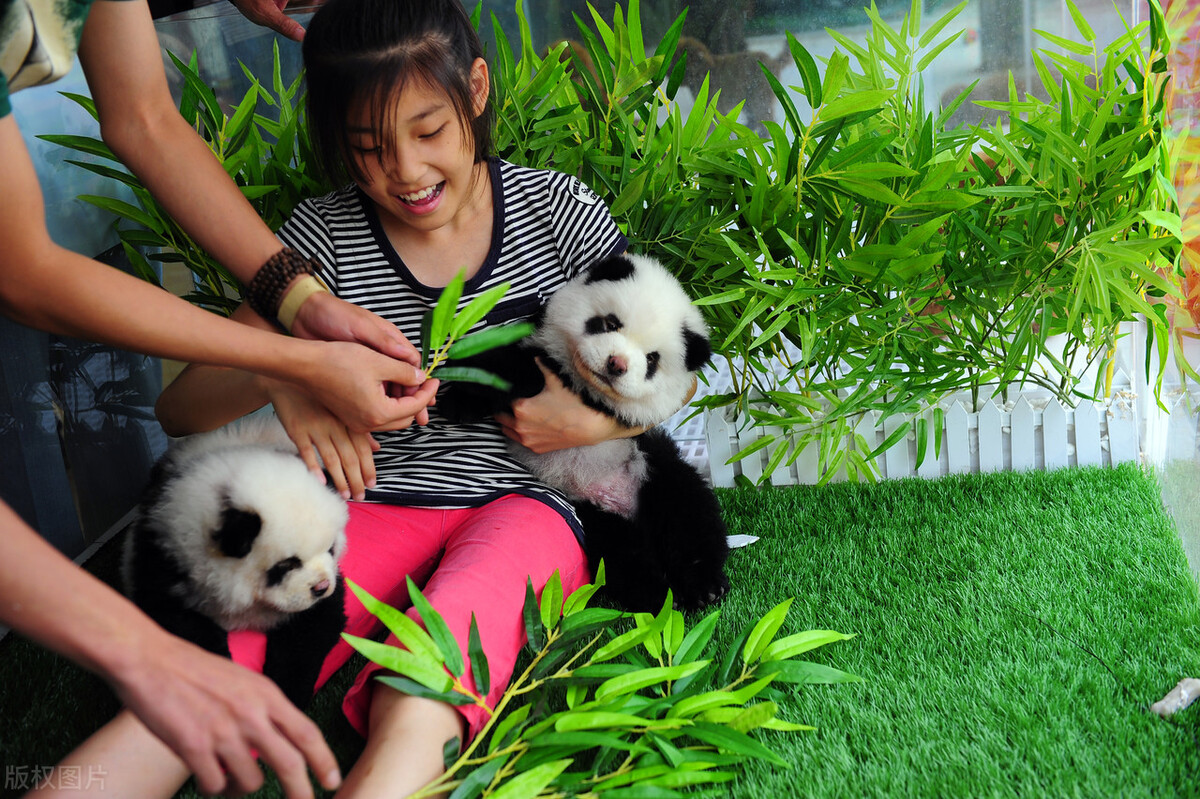 松狮犬的喂养与护理方法,松狮犬吃什么比较好养呢