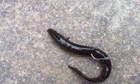 鳜鱼的钓法及技巧,鳜鱼怎么钓效果最好