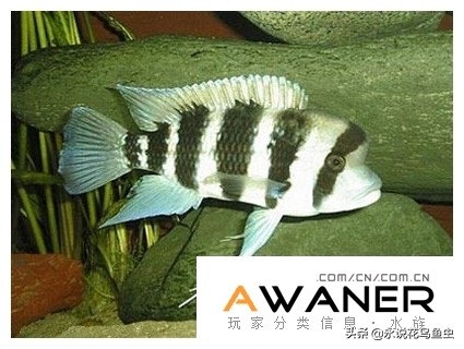慈鲷种类图片,慈鲷科鱼品种大全