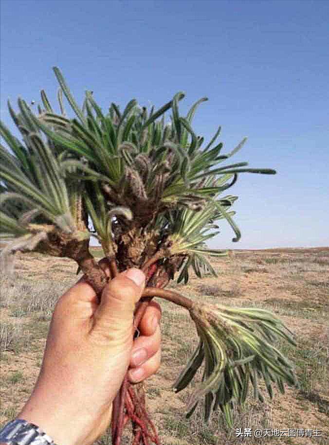 白头翁生活环境,白头翁有什么弱点