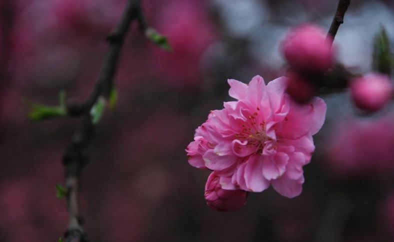 【诗词鉴赏】春风十里桃花灼灼我在诗词的世界里等你！