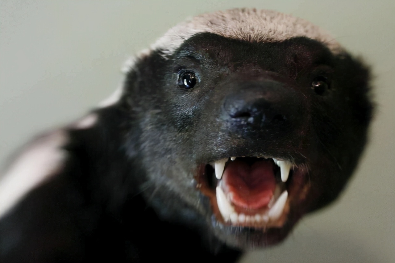 蜜獾大战眼镜蛇名副其实的蛇克星,大连岛上上万条毒蛇放两只蜜獾