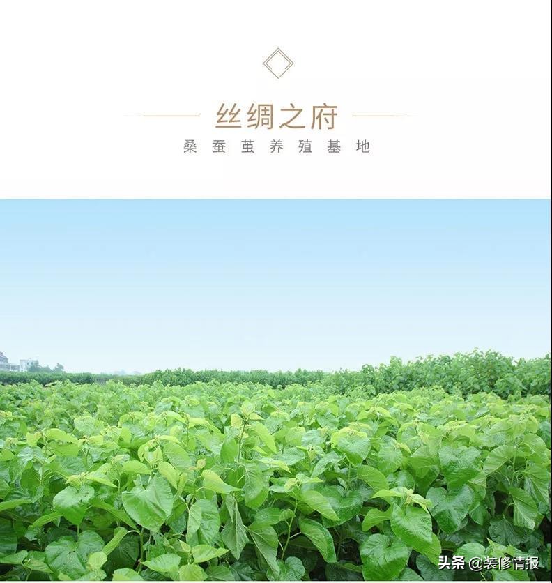 手工剥丝棉,手工剥丝和机器剥丝