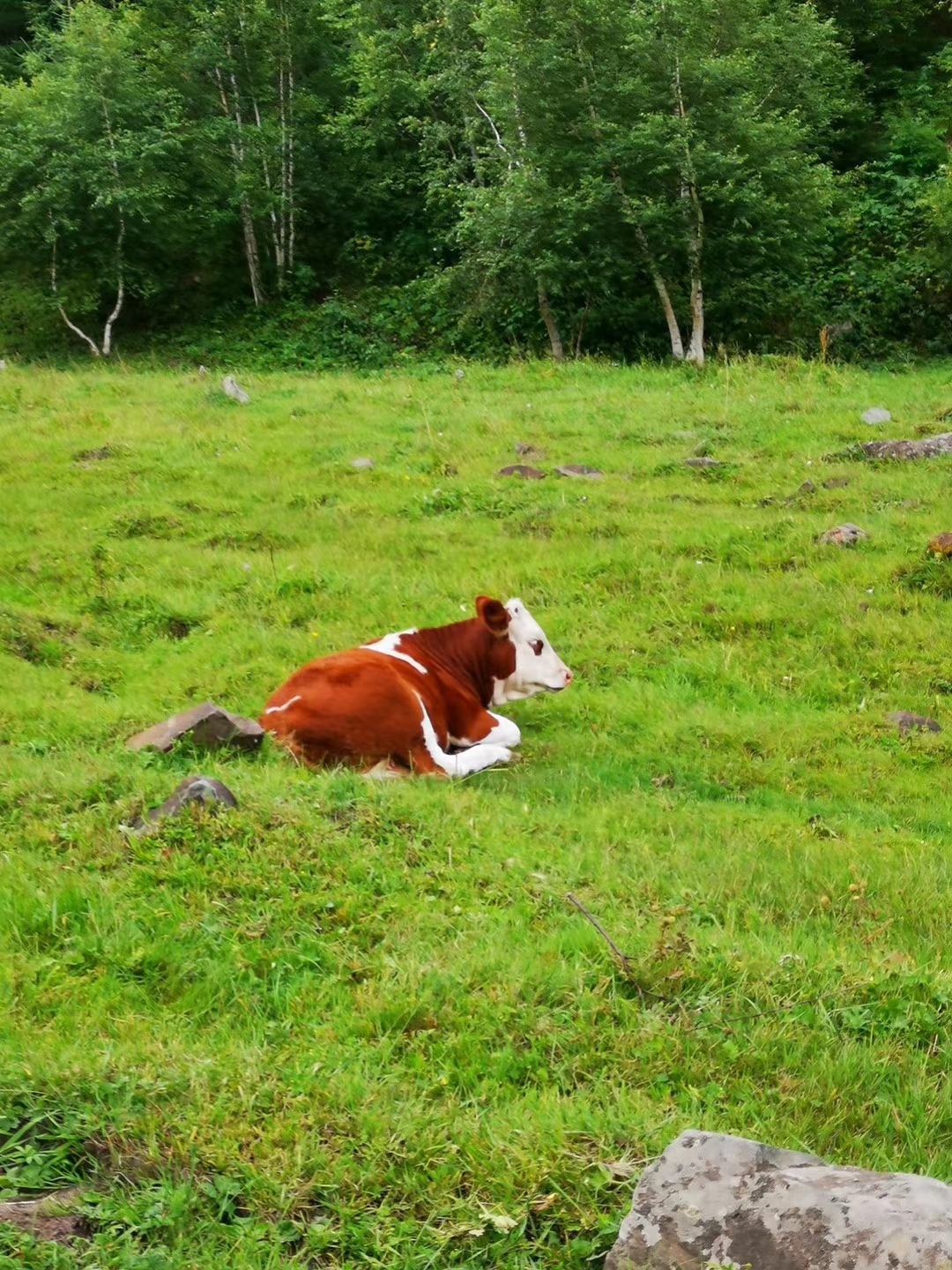 乌兰布统和红松洼哪个更值得去,辽宁乌兰布统草原旅游
