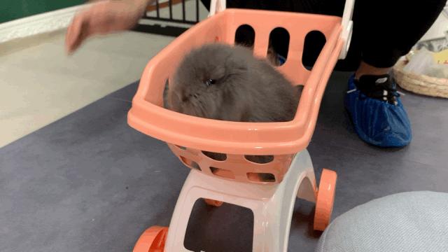 西安撸兔店,西安撸兔体验馆团购