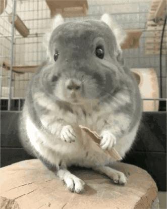 心药语音视频,心药讲解