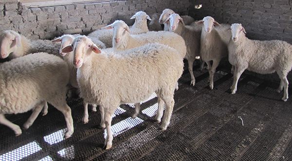 初源美食特产,湖州本地人才知道的美食