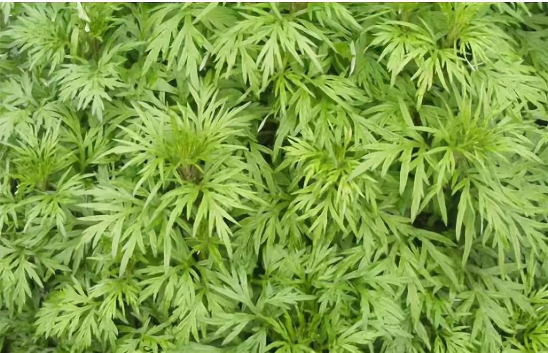 最近很火的艾草在室内使用有效果,艾草对女人的好处