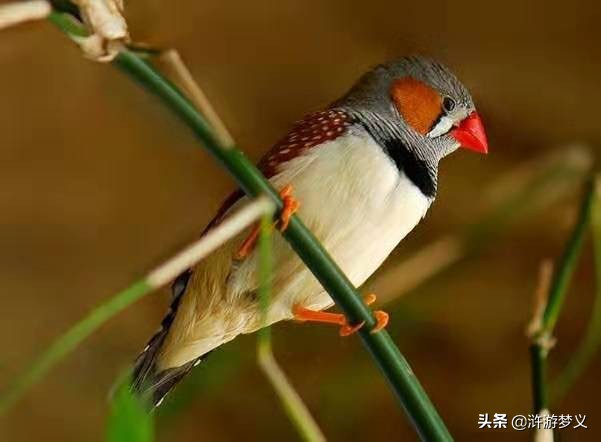 常见但是说不出名字的动物,六种不常见的鸟
