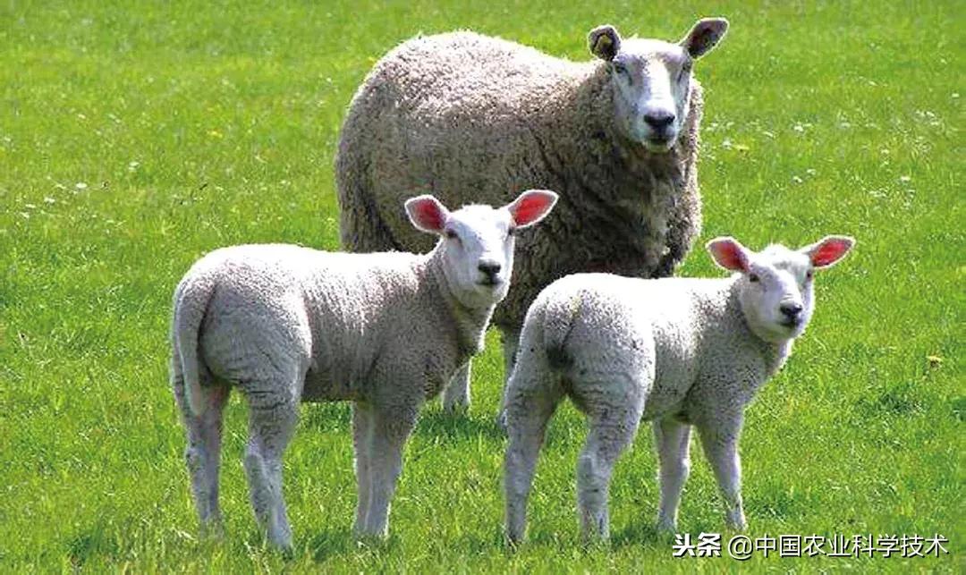 肉羊常见病的预防和治疗,肉羊常见疾病及图片