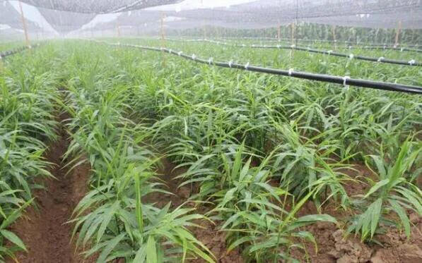 大棚生姜超过多少度会烤苗,生姜在小拱棚内没出芽时怎样保温