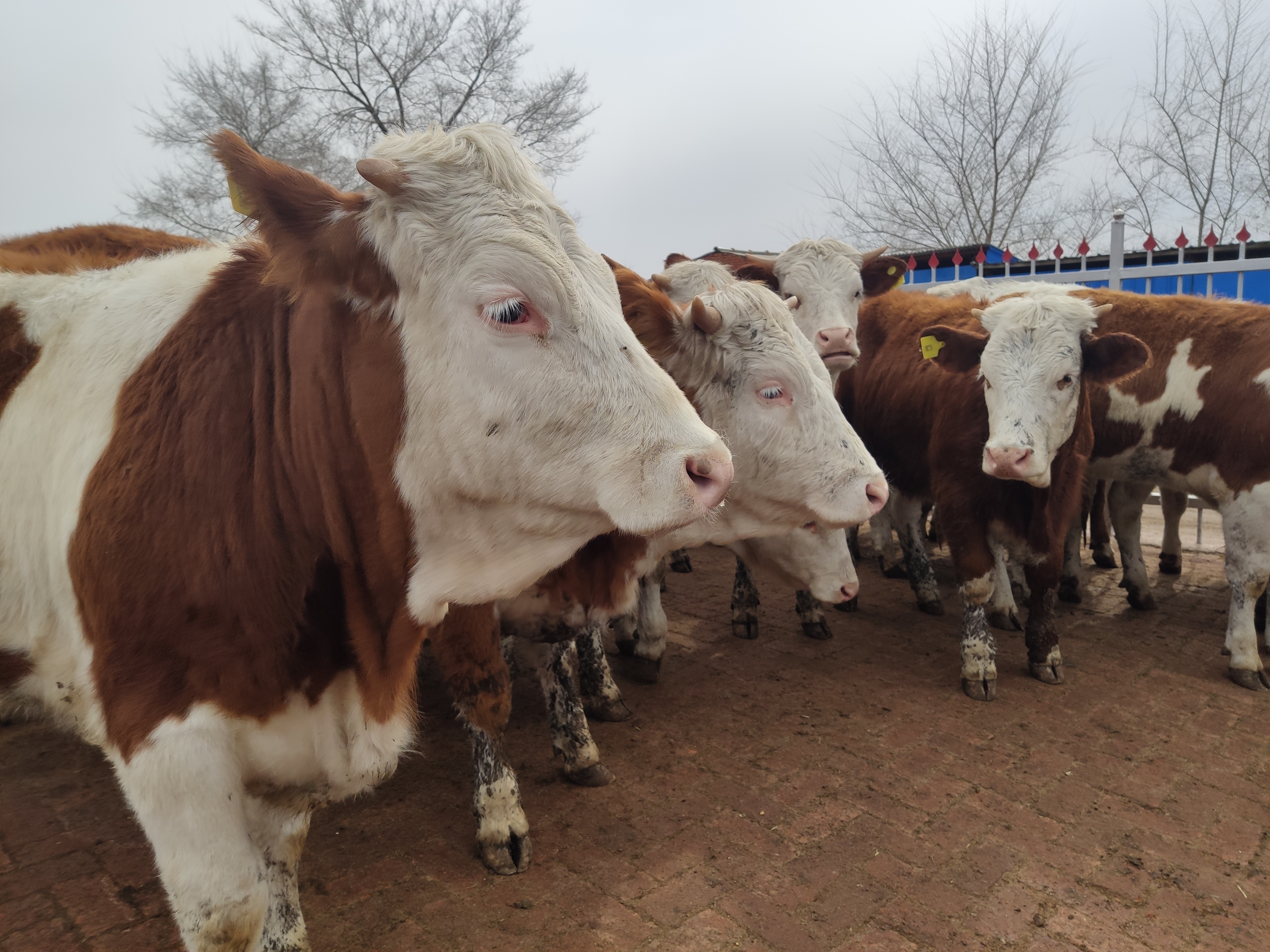 今年小牛价格为什么这么便宜,今年小牛价格是多少