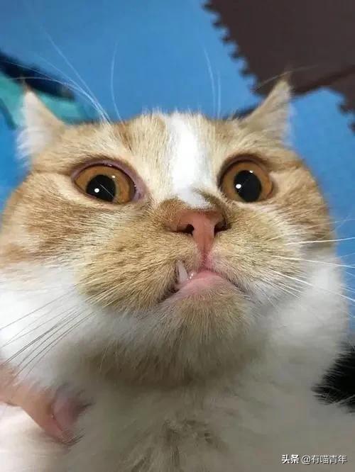 喷墨机为何突然对猫下此毒手?