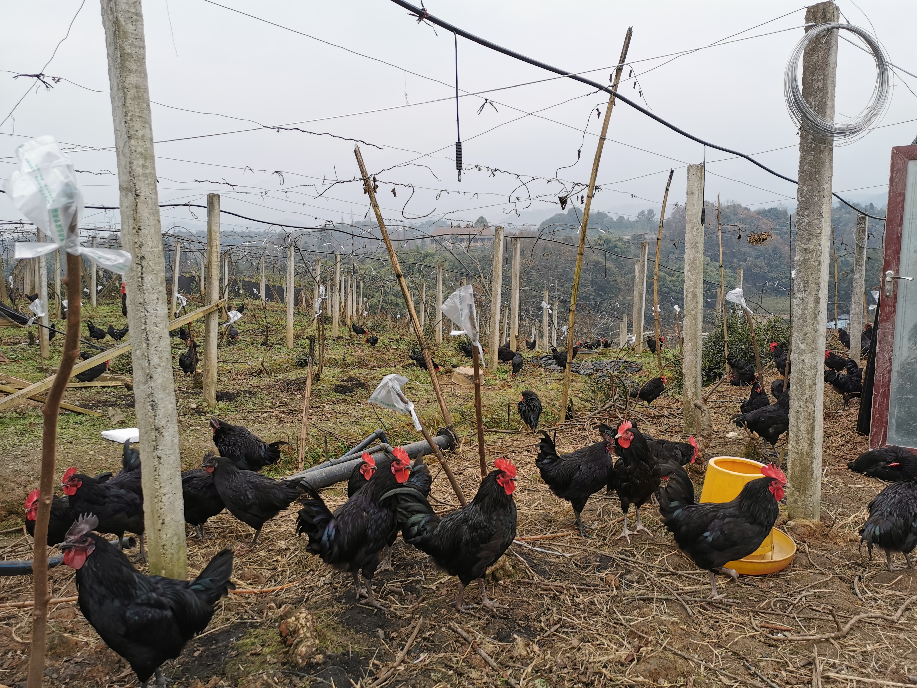 2021年5月份养鸡行情分析,2022养鸡行情如何解读