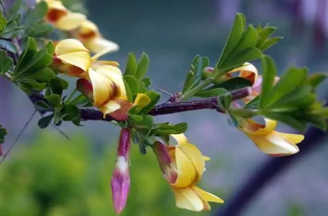 雀梅的习性,雀梅怎样认识