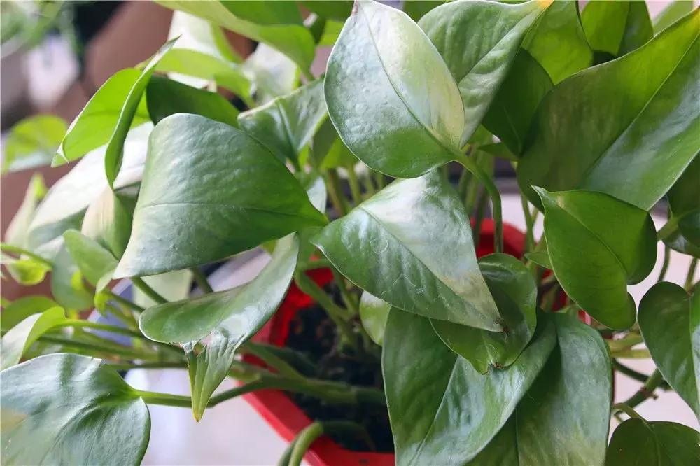 绿萝加点什么两三米长都不是问题,绿萝怎么长得壮可以爬墙