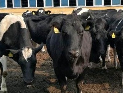 牛得酮病的症状,牛得了酮病多久恢复