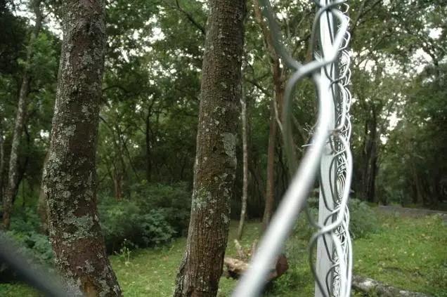 最顶级的老山檀香,老山檀最顶级的品种