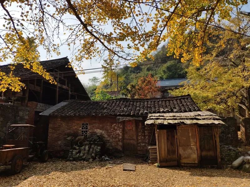 2月份去恭城看柿子,什么时候去恭城看柿子最好