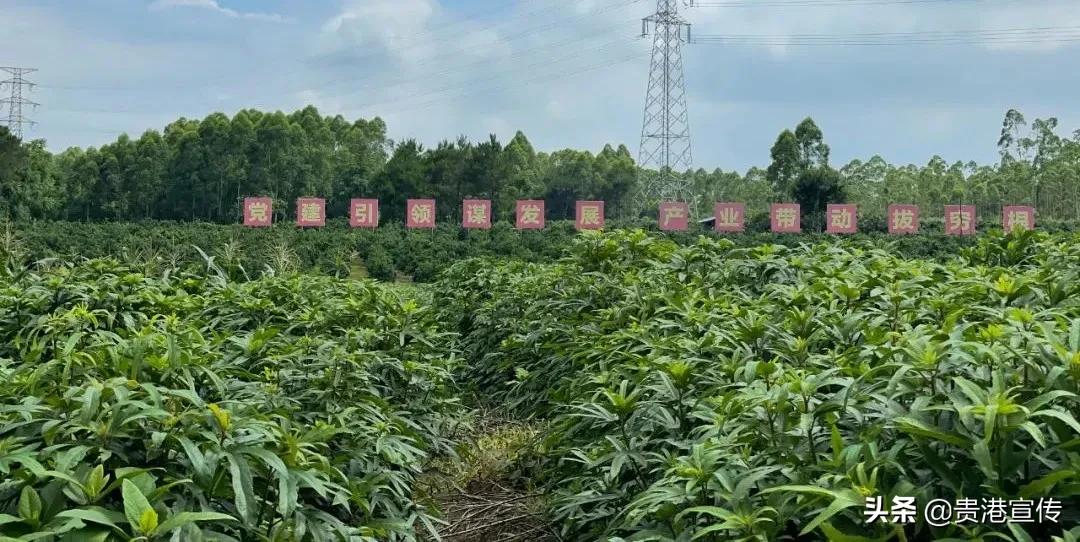 棒棒哒！贵港这个村致富有妙招