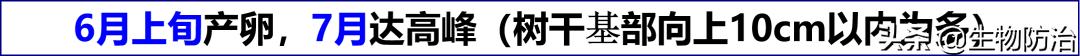 蛀干害虫是钻蛀害虫吗,果树枝干钻蛀害虫图片