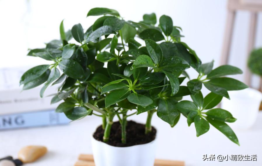 八方来财的养殖方法客厅能养不,八方来财怎么养才能枝繁叶茂