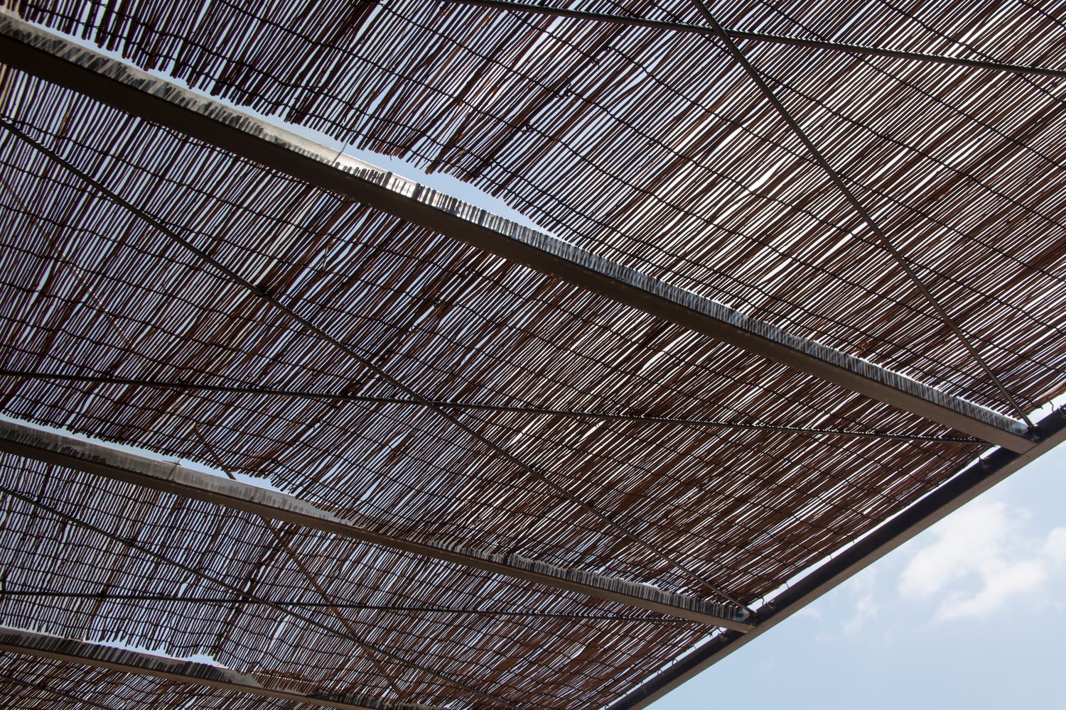 韩国蒲公英,韩国野生蒲公英的种植