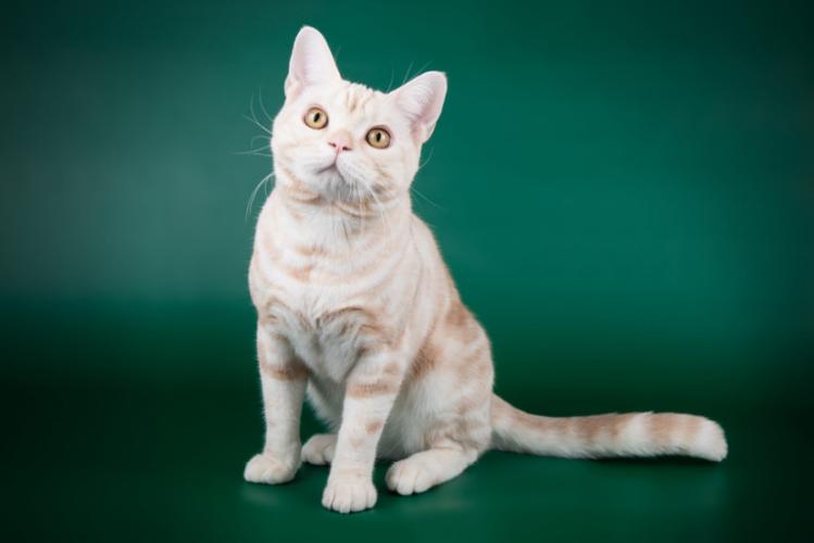 美短常见的毛色,美短常见品种