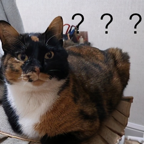 虎纹鸭嘴鲨鱼寓意什么意思,巴虎纹鲨鱼是什么意思