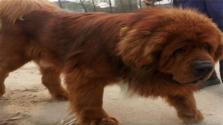 藏獒怎么训成凶猛狗,藏獒的饲养方法和训练