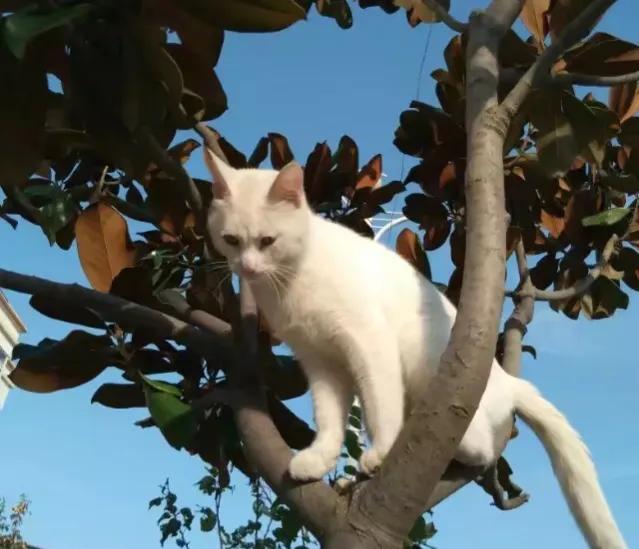 狗猫鼠阅读笔记,狗猫鼠内容概括