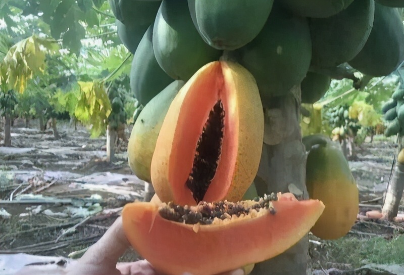 木瓜的最佳采收时间,皱皮木瓜什么时候采收