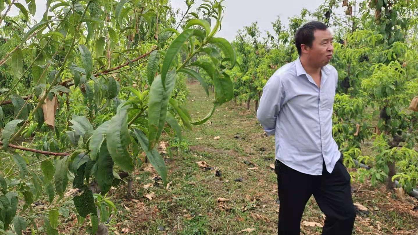 桃树被雹子砸了来年还结桃子吗,桃树被冰雹砸伤树皮开裂怎么处理