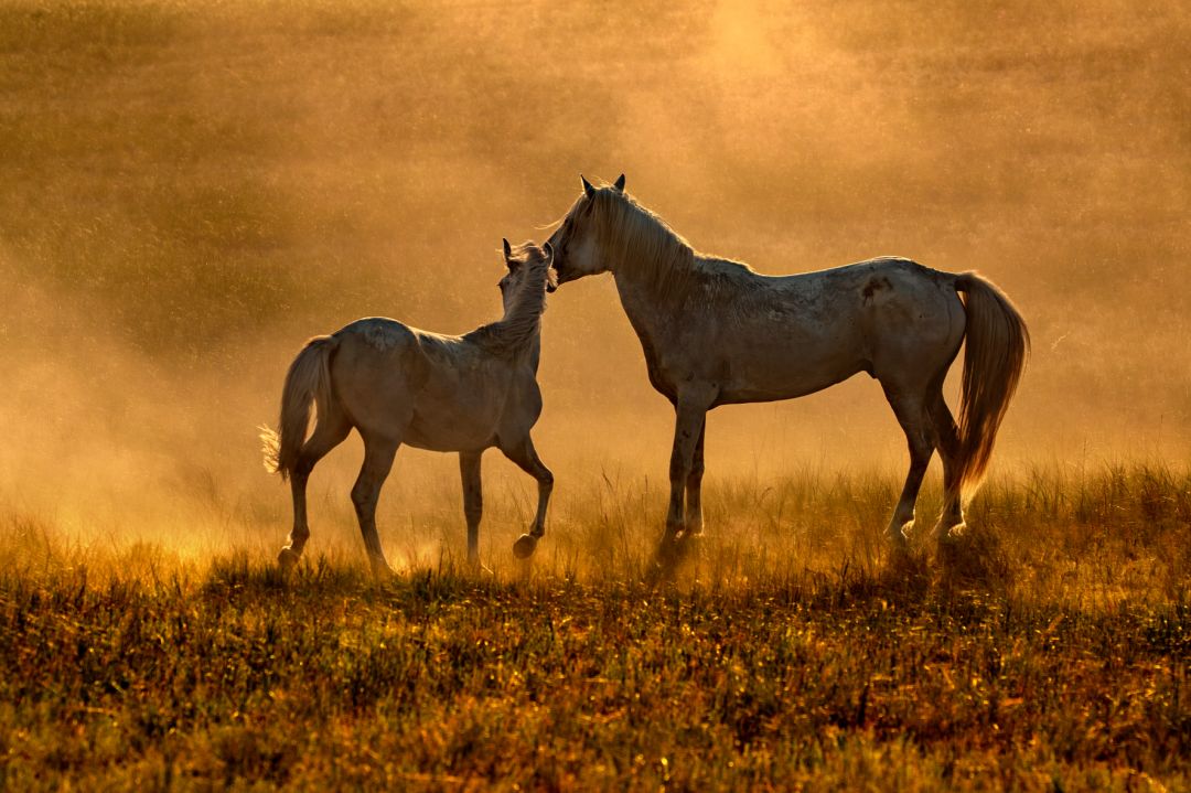 香港第14届全国摄影艺术展,第29届全国摄影艺术展览获奖名单