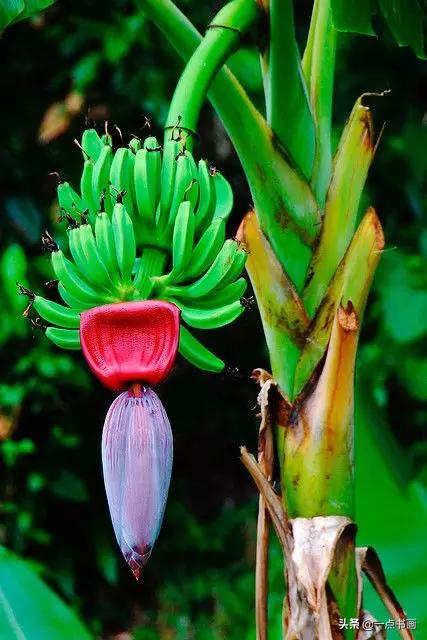 芭蕉叶画法教程,国画芭蕉画法视频