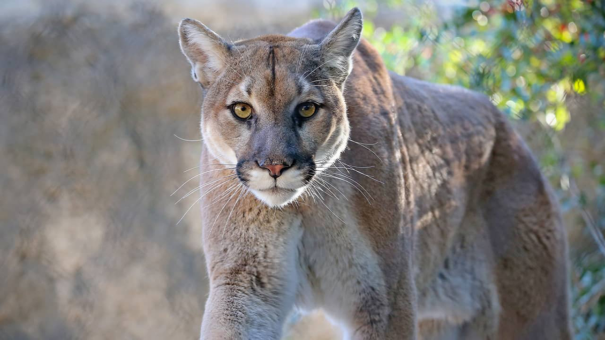 美洲狮真的就是美洲金猫吗,美洲狮是豹子还是狮子