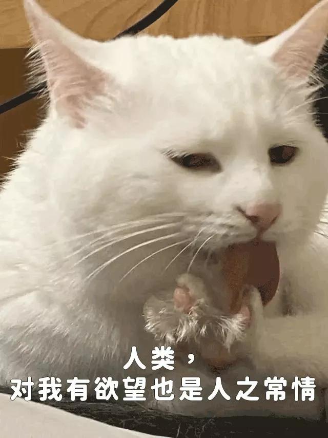 宿舍为什么不可以养猫,该不该在宿舍养猫