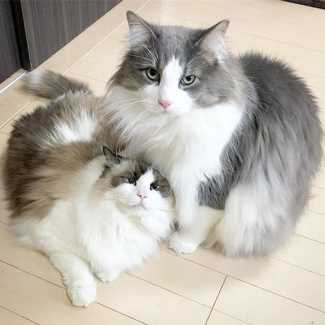 母猫生产前的预兆视频,母猫要生前的预兆