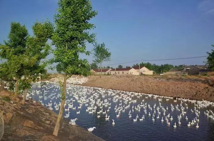 杨超越从青春有你到创造营,从杨超越到王子异