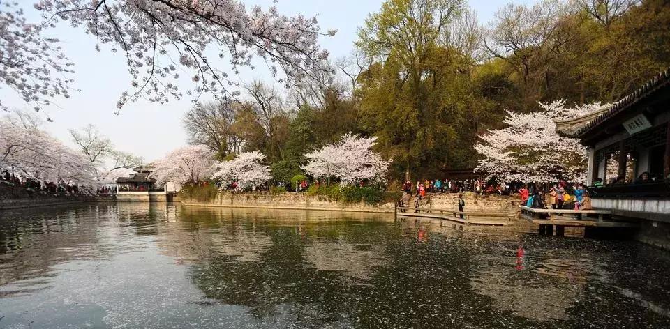 染井吉野樱花江浙沪,染井吉野樱花期10天