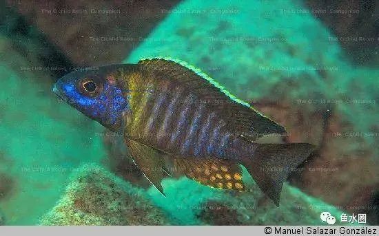 三湖慈鲷马鲷孔雀珍珠系能长多大,三湖慈鲷之孔雀