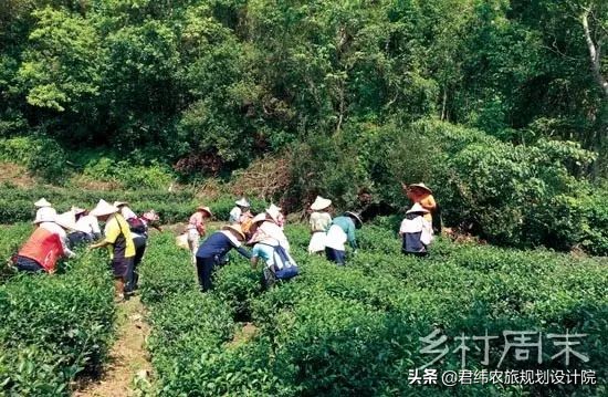 搞茶旅游，别太农业、太专业、太茶叶，我们告诉你为什么