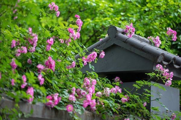 值得一去的南京旅游点,南京旅行攻略过年