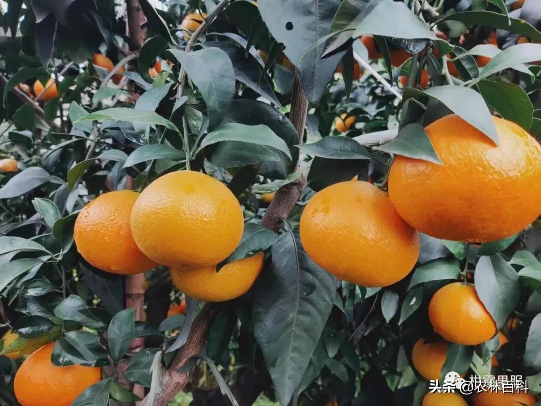 10月22日，金秋砂糖橘、皇帝柑、爱媛、南丰蜜橘价格行情分享