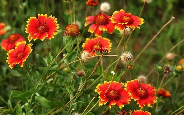 园林中适合用作地被的植物,有关植物方面的知识有哪些